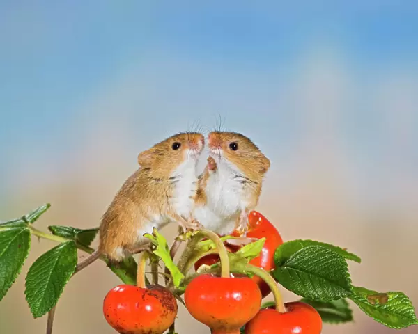 Harvest mice - on rose hips Bedfordshire UK