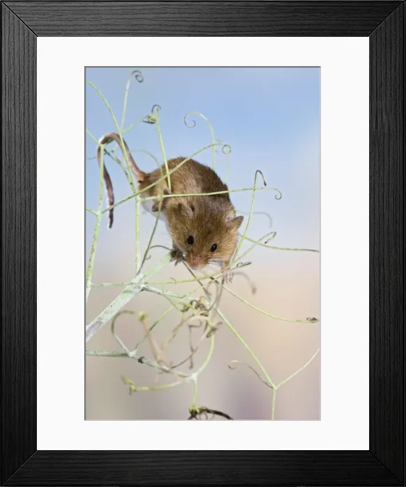 Framed Print : Harvest mice - on peas Bedfordshire UK 005906