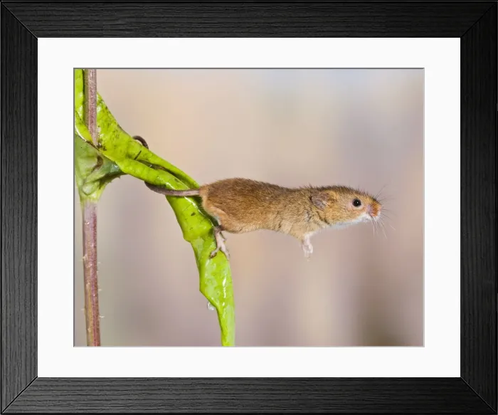 Framed Print : Harvest mice - on teasel - using tail to grip Bedfordshire UK Framed Print : Harvest mice - on teasel - using tail to grip Bedfordshire UK