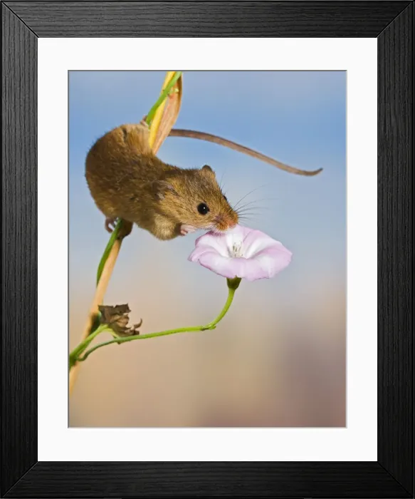 Framed Print : Harvest mice - on bindweed Bedfordshire UK 005914 Framed Print : Harvest mice - on bindweed Bedfordshire UK 005914