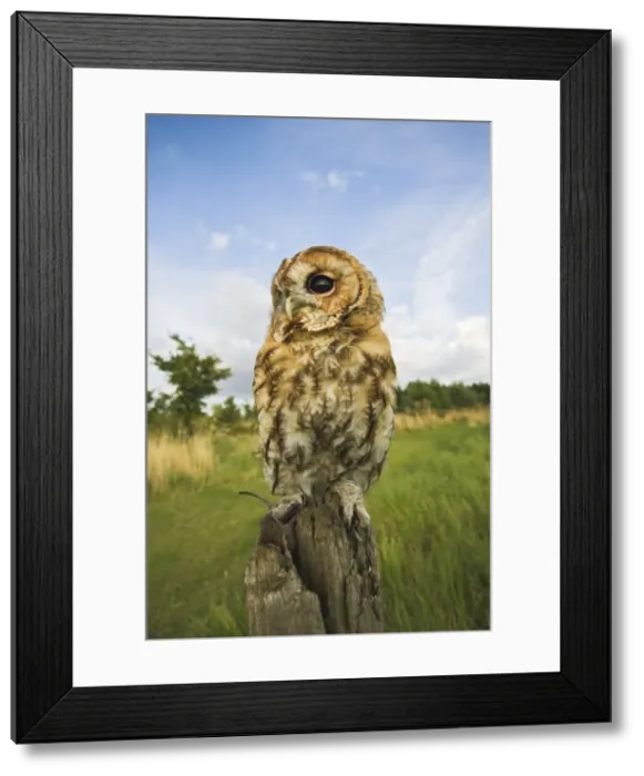 Framed Print : Tawny owl - with prey on post Bedfordshire UK 005928 Framed Print : Tawny owl - with prey on post Bedfordshire UK 005928
