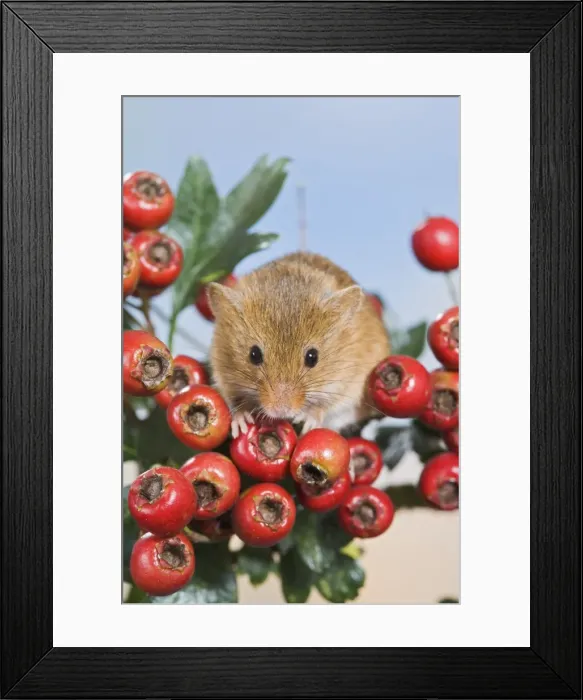 Framed Print : Harvest mouse - in hawthorn berries Bedfordshire UK 005943 Framed Print : Harvest mouse - in hawthorn berries Bedfordshire UK 005943