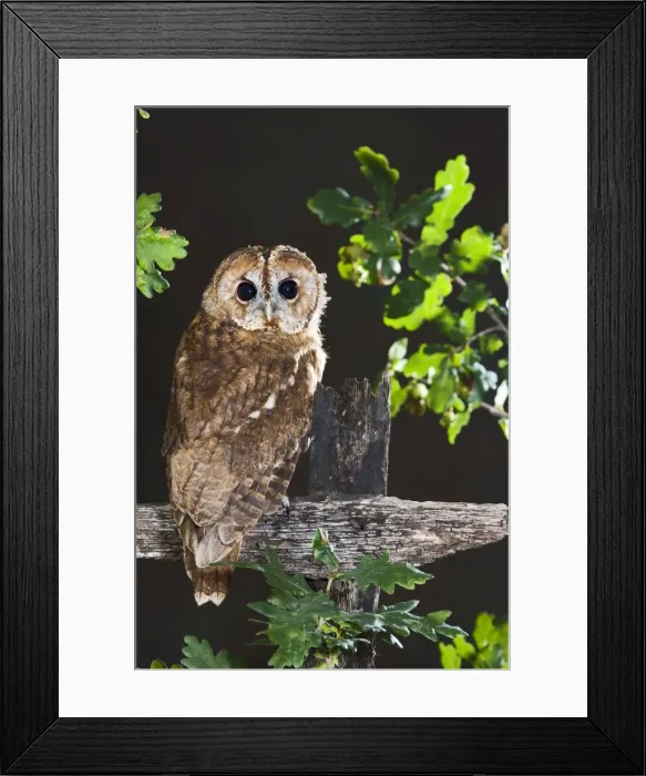 Framed Print : Tawny owl - on fence Bedfordshire UK Framed Print : Tawny owl - on fence Bedfordshire UK