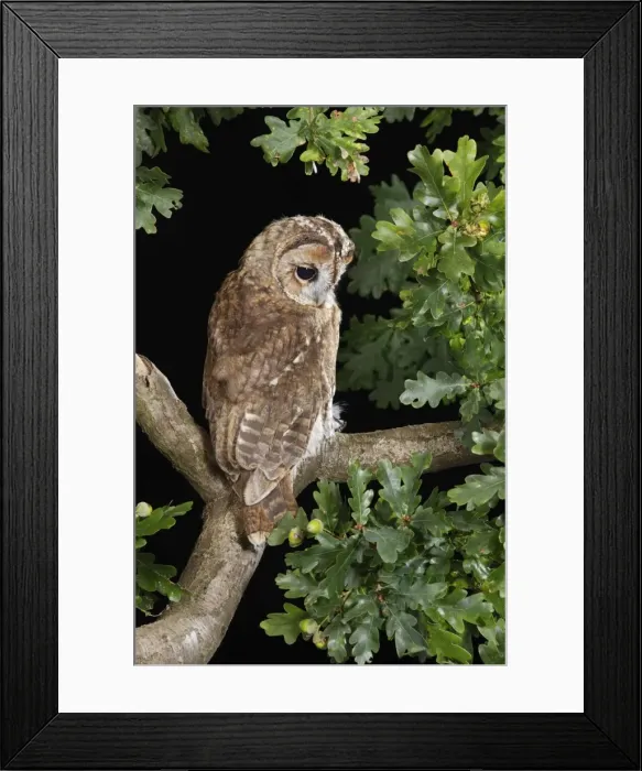 Framed Print : Tawny owl - looking down from oak branch Bedfordshire UK Framed Print : Tawny owl - looking down from oak branch Bedfordshire UK