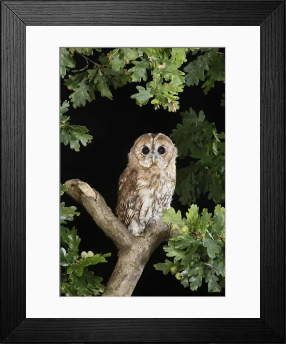 Framed Print : Tawny owl - on oak branch Bedfordshire UK Framed Print : Tawny owl - on oak branch Bedfordshire UK