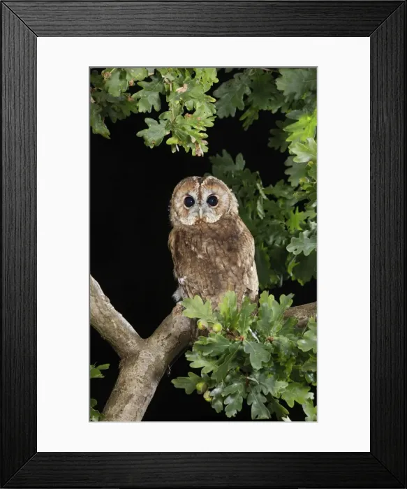 Framed Print : Tawny owl - on oak branch Bedfordshire UK Framed Print : Tawny owl - on oak branch Bedfordshire UK