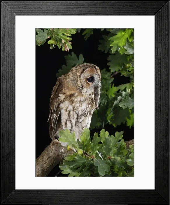 Framed Print : Tawny owl - on oak branch with prey Bedfordshire UK
