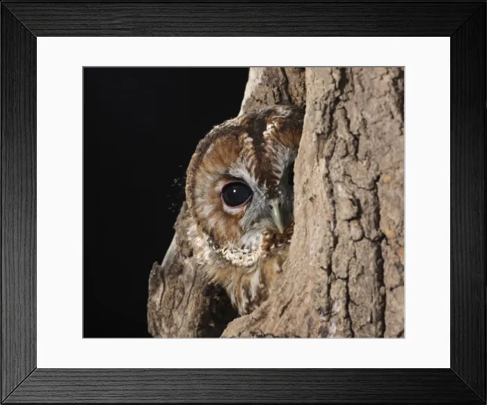 Framed Print : Tawny owl - looks out from hole in tree Bedfordshire UK Framed Print : Tawny owl - looks out from hole in tree Bedfordshire UK