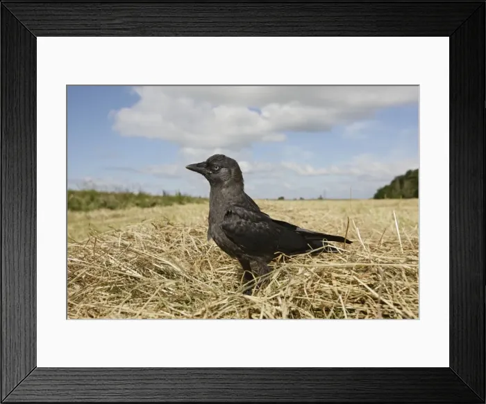 Framed Print : Jackdaw - in hayfield Bedfordshire UK 006017 Framed Print : Jackdaw - in hayfield Bedfordshire UK 006017