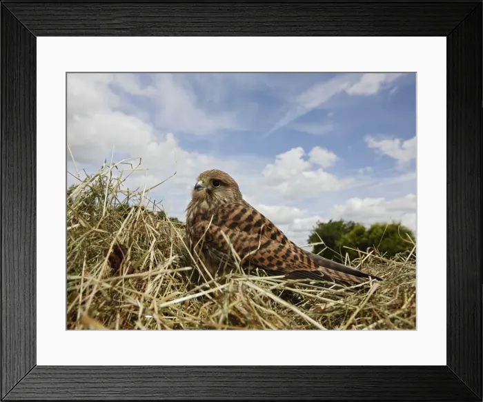 Framed Print : Kestrel in hayfield Bedfordshire UK Framed Print : Kestrel in hayfield Bedfordshire UK