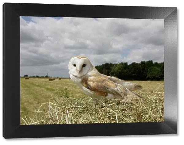 Barn owl - in hayfield Bedfordshire UK