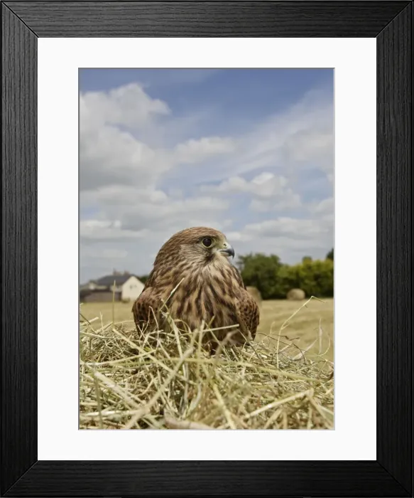 Framed Print : Kestrel - in hayfield Bedfordshire UK Framed Print : Kestrel - in hayfield Bedfordshire UK