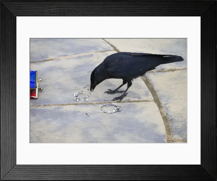 Framed Print : Jackdaw - stealing from purse Bedfordshire UK 006057 Framed Print : Jackdaw - stealing from purse Bedfordshire UK 006057