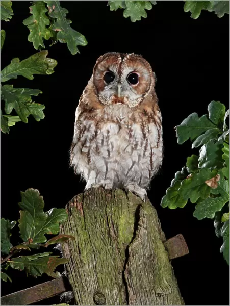 Tawny owl on gate post Bedfordshire UK
