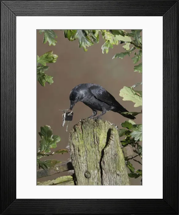 Framed Print : jackdaw - stealing keys Bedfordshire UK Framed Print : jackdaw - stealing keys Bedfordshire UK