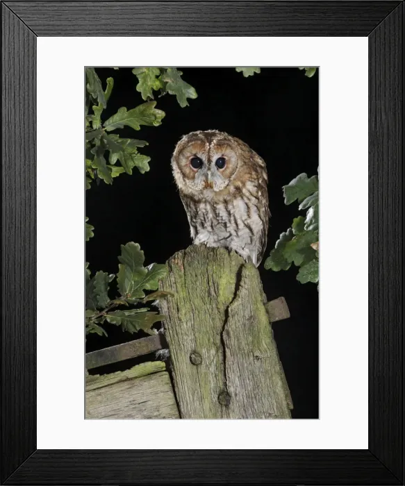 Framed Print : tawny owl - on gate post - hunting Bedfordshire uk Framed Print : tawny owl - on gate post - hunting Bedfordshire uk