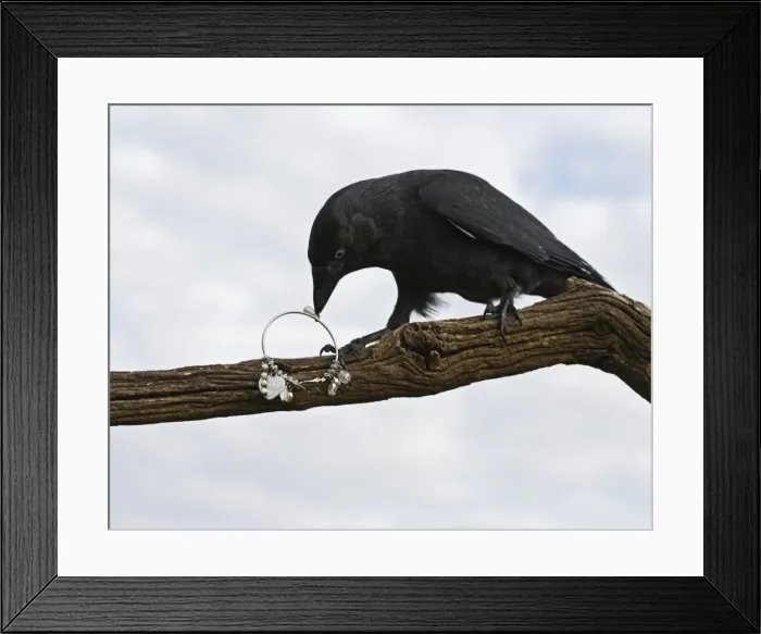 Framed Print : jackdaw - stealing jewellery Bedfordshire uk 006120 Framed Print : jackdaw - stealing jewellery Bedfordshire uk 006120