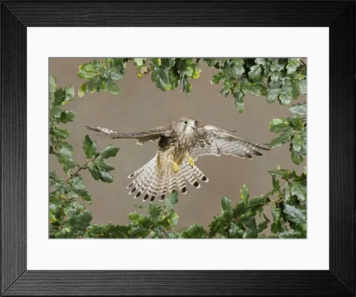 Framed Print : Kestrel - in flight Bedfordshire uk