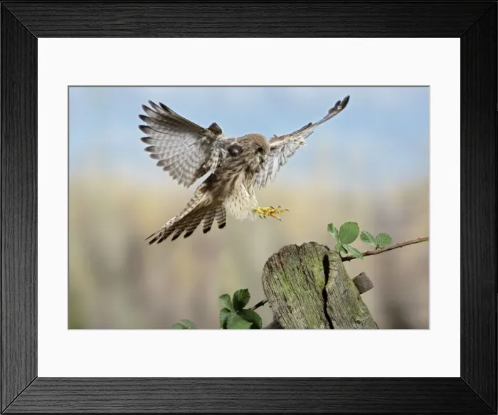 Framed Print : Kestrel - landing on gate post Bedfordshire uk Framed Print : Kestrel - landing on gate post Bedfordshire uk