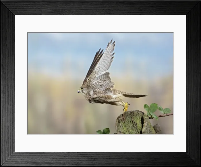 Framed Print : Kestrel - takes off from gate post Bedfordshire uk Framed Print : Kestrel - takes off from gate post Bedfordshire uk