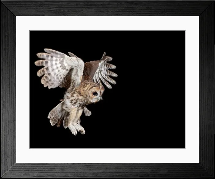 Framed Print : Tawny owl - in flight Bedfordshire uk 006228 Framed Print : Tawny owl - in flight Bedfordshire uk 006228