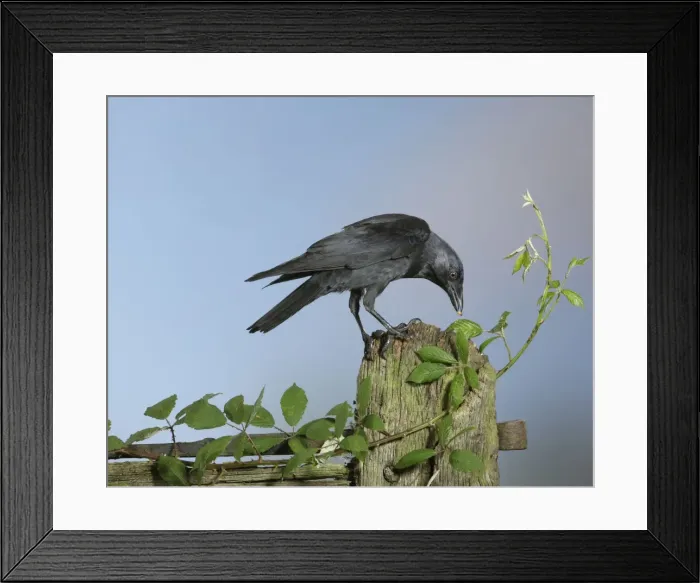 Framed Print : Jackdaw - on gate post Bedfordshire uk 006248 Framed Print : Jackdaw - on gate post Bedfordshire uk 006248