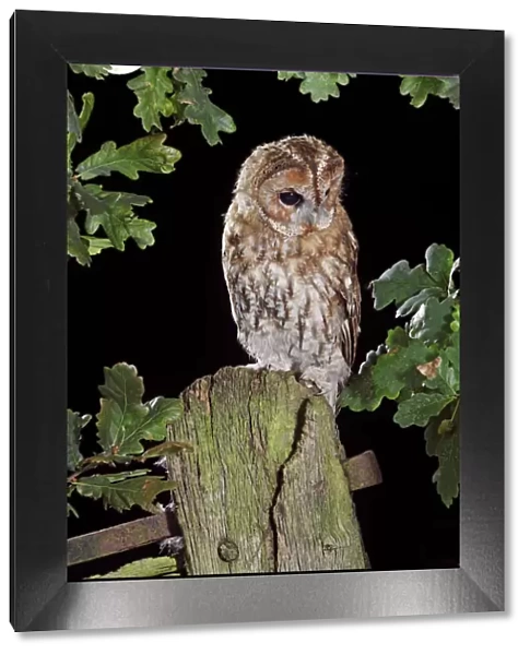 Tawny owl - on gate post - in moonlight Bedfordshire uk