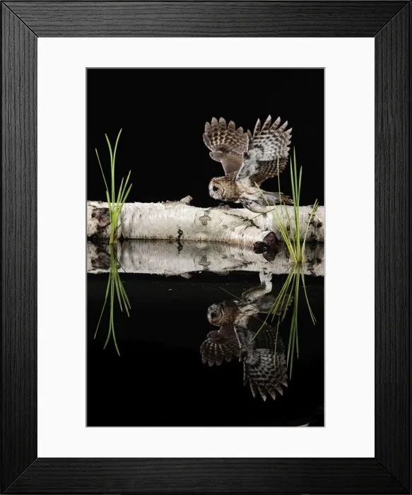 Framed Print : Tawny owl - taking off - showing reflection Bedfordshire UK 006297 Framed Print : Tawny owl - taking off - showing reflection Bedfordshire UK 006297