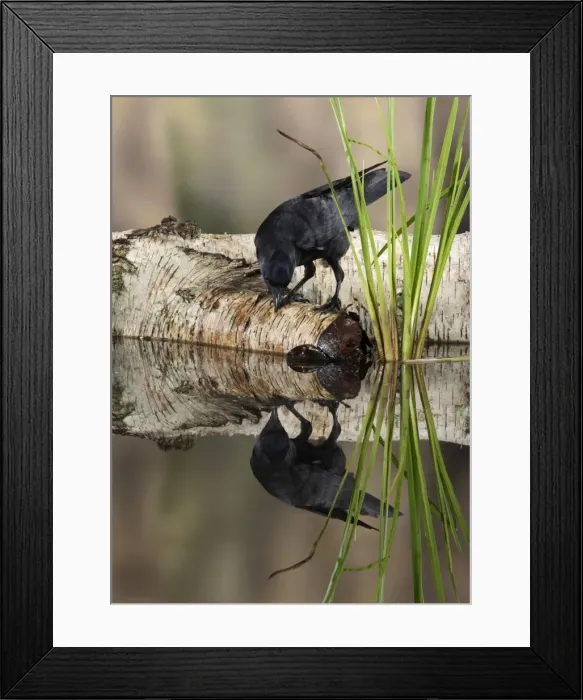 Framed Print : Jackdaw - with reflection Bedfordshire UK 006316 Framed Print : Jackdaw - with reflection Bedfordshire UK 006316