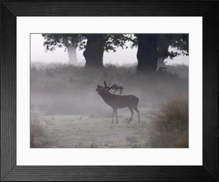 Framed Print : Red deer stag - roaring in the mist Richmond Park UK 006333 Framed Print : Red deer stag - roaring in the mist Richmond Park UK 006333