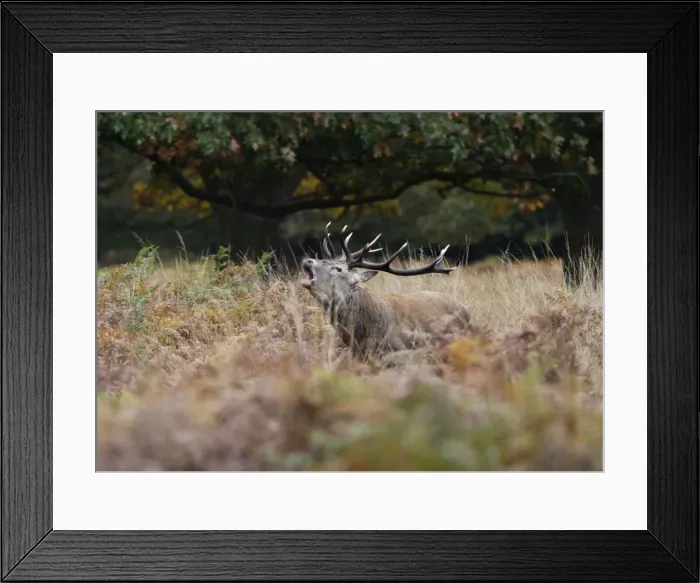 Framed Print : Red deer stag - roaring Richmond Park UK 006362 Framed Print : Red deer stag - roaring Richmond Park UK 006362