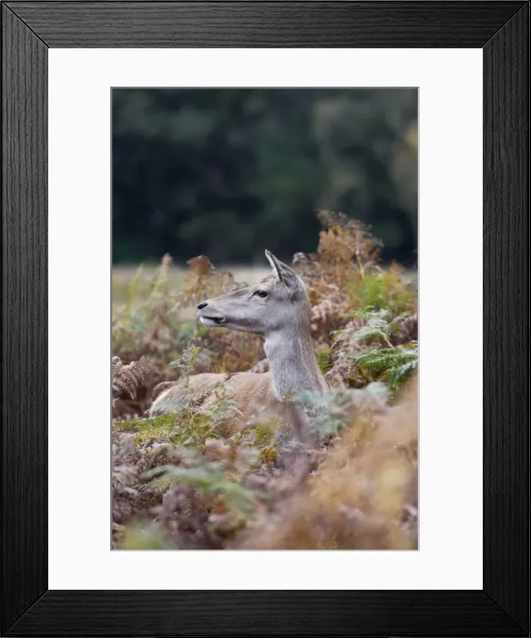 Framed Print : Red deer - hind Richmond Park UK 006364 Framed Print : Red deer - hind Richmond Park UK 006364