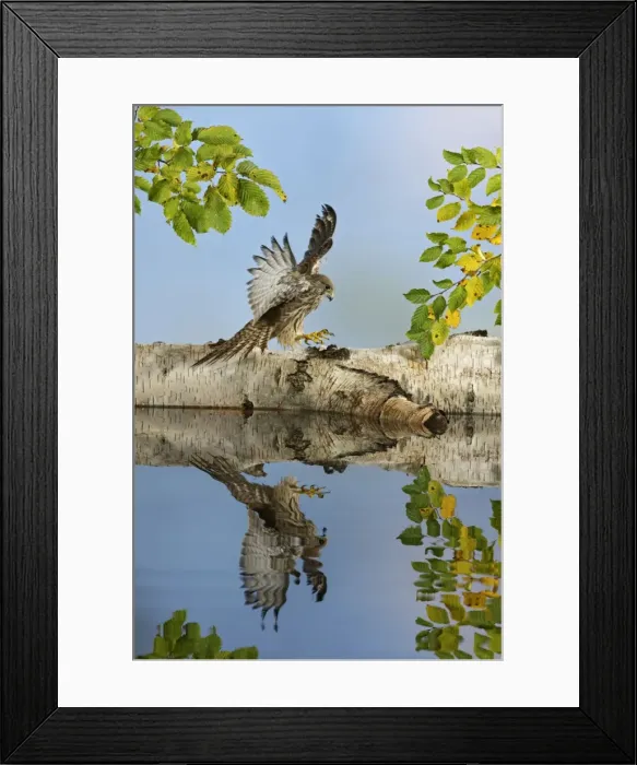 Framed Print : Kestrel - landing - showing reflection Bedfordshire UK 006373 Framed Print : Kestrel - landing - showing reflection Bedfordshire UK 006373