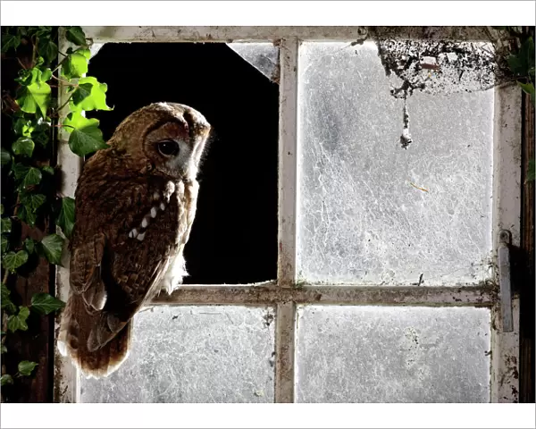 Tawny owl - in barn window Bedfordshire UK 006386