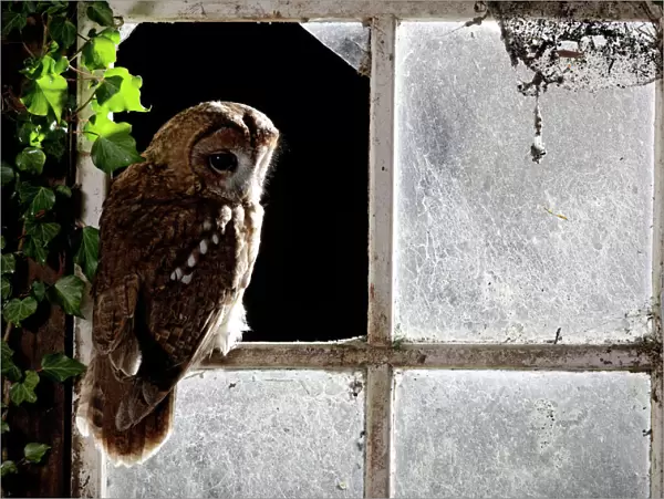 Tawny owl - in barn window Bedfordshire UK 006386