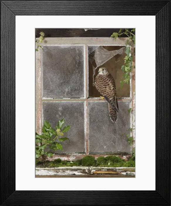 Framed Print : Kestrel - in barn window Bedfordshire UK 006394 Framed Print : Kestrel - in barn window Bedfordshire UK 006394