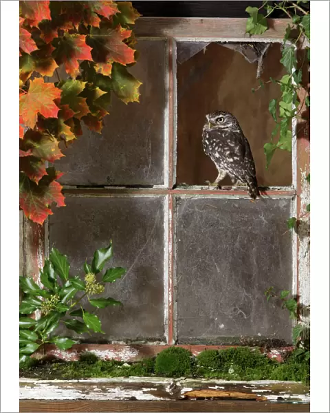 Little owl - looking out of barn window Bedfordshire UK 006412