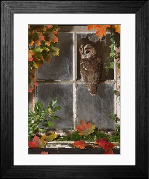 Framed Print : Tawny owl looking out of barn window Bedfordshire UK 006418 Framed Print : Tawny owl looking out of barn window Bedfordshire UK 006418