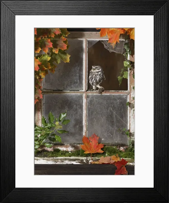 Framed Print : Little owl - with mouse in barn window Bedfordshire UK 006426 Framed Print : Little owl - with mouse in barn window Bedfordshire UK 006426