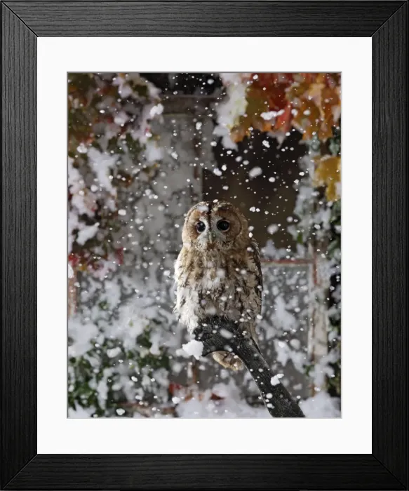Framed Print : Tawny owl - in falling snow near barn Bedfordshire UK 006471 Framed Print : Tawny owl - in falling snow near barn Bedfordshire UK 006471