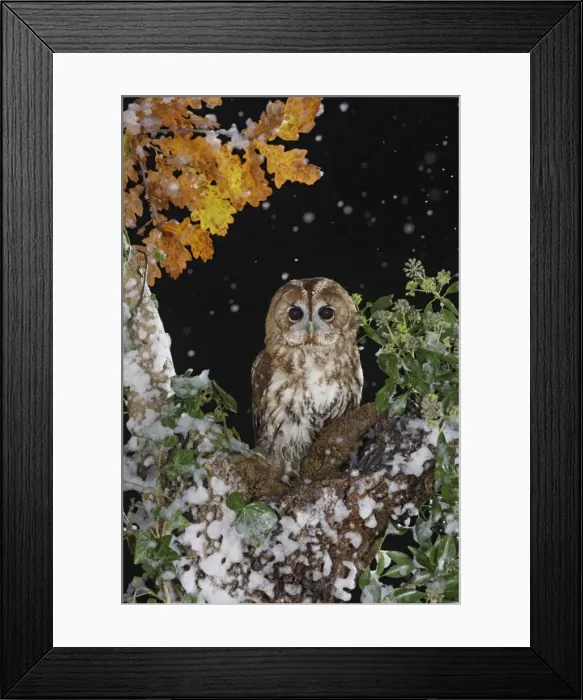 Framed Print : Tawny owl - on tree in falling snow Bedfordshire UK 006481 Framed Print : Tawny owl - on tree in falling snow Bedfordshire UK 006481