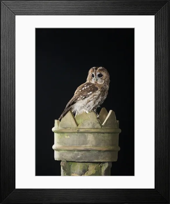 Framed Print : Tawny owl - on chimney pot Bedfordshire UK 006490 Framed Print : Tawny owl - on chimney pot Bedfordshire UK 006490