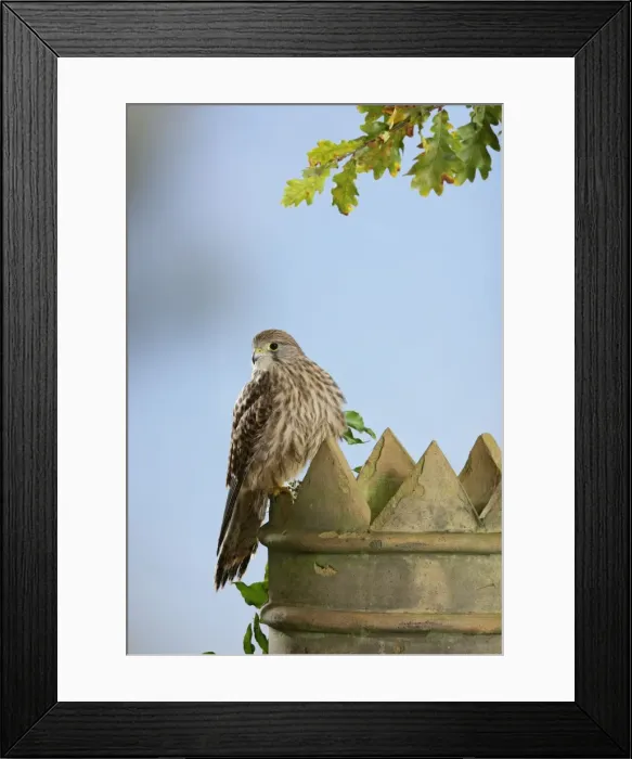 Framed Print : Kestrel - on chimney pot Bedfordshire UK 006512 Framed Print : Kestrel - on chimney pot Bedfordshire UK 006512