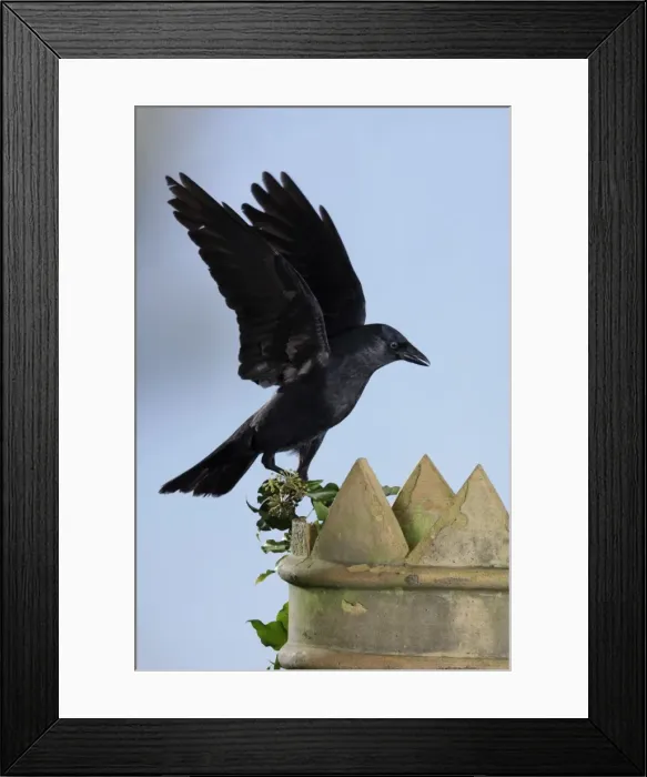 Framed Print : Jackdaw - landing on chimney pot Bedfordshire UK 006531