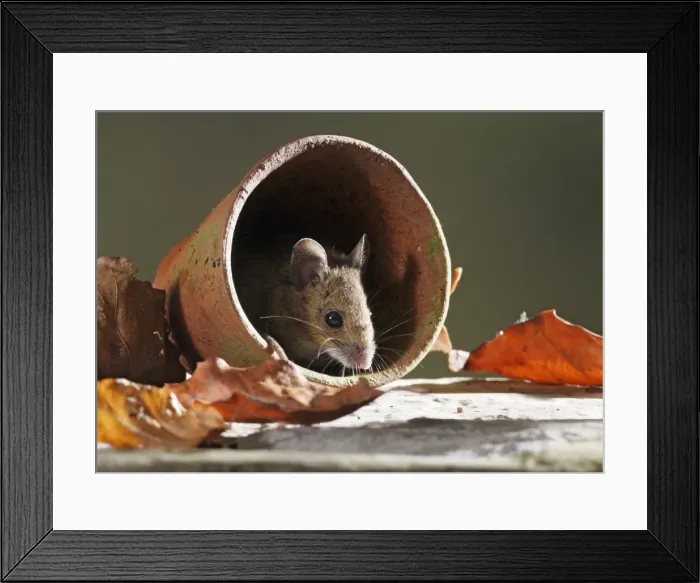 Framed Print : Wood Mouse - in flower pot Framed Print : Wood Mouse - in flower pot