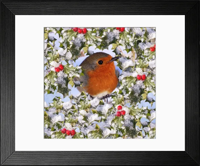 Framed Print : Robin - in snow & frost covered holly Digital Manipulation: Holly (BB) Framed Print : Robin - in snow & frost covered holly Digital Manipulation: Holly (BB)