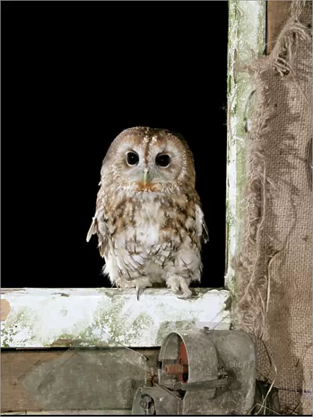 Tawny Owl - On barn window frame, captive bred West Wales, UK