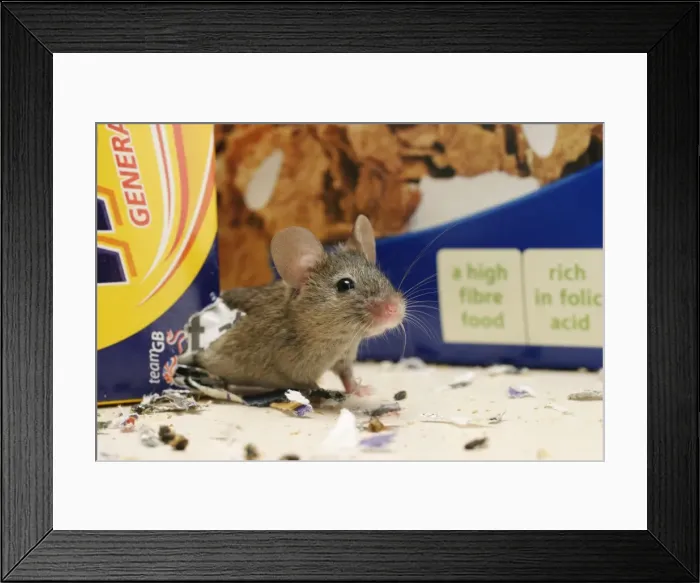 Framed Print : House Mouse - Exits hole in cereal packet Bedfordshire UK Framed Print : House Mouse - Exits hole in cereal packet Bedfordshire UK