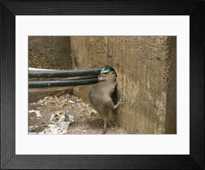 Framed Print : House Mouse - Chewing hole by electrical cables Bedfordshire UK Framed Print : House Mouse - Chewing hole by electrical cables Bedfordshire UK