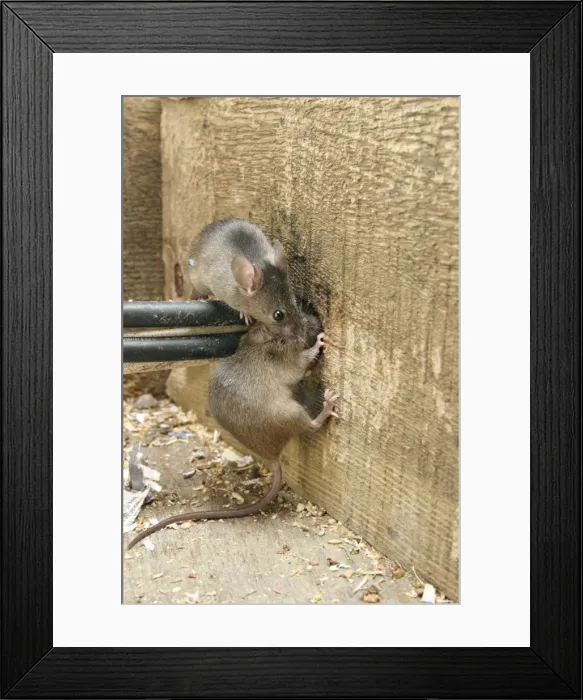 Framed Print : House Mouse - Two chewing hole by electrical cables Bedfordshire UK Framed Print : House Mouse - Two chewing hole by electrical cables Bedfordshire UK